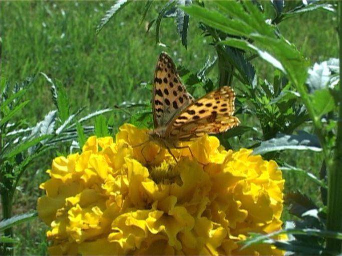 Kleiner Perlmutterfalter ( Issoria lathonia ), auf Studentenblume : Am Niederrhein, Privatgarten, 09.08.2004